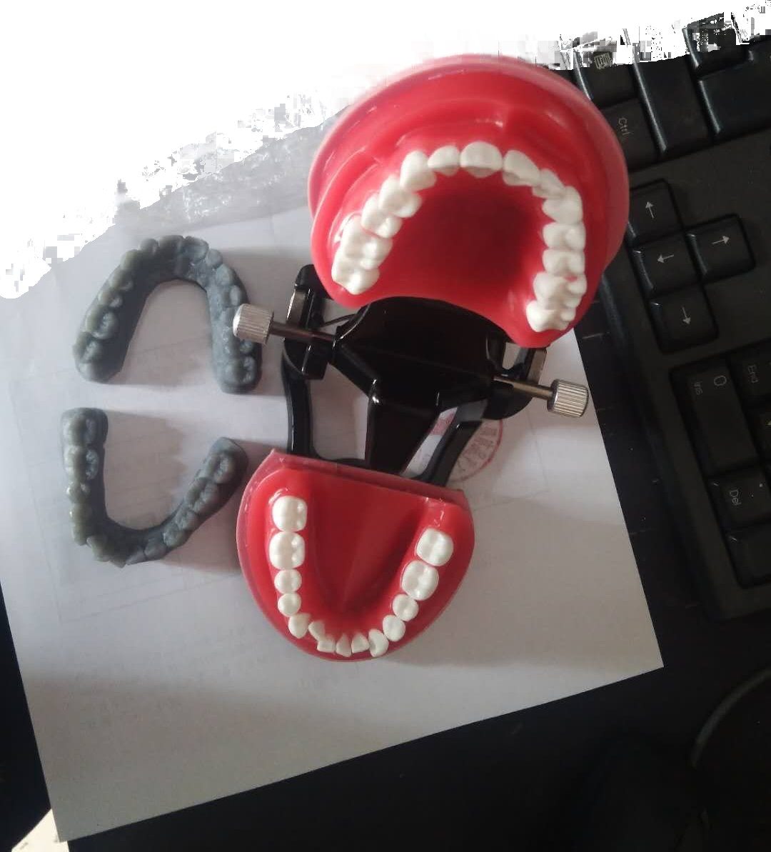 Orthodontic Practice Typodont Alexa Dental Studio